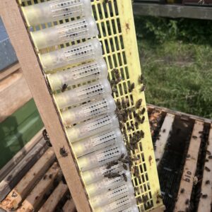 Buckfast Bienenkönigin belegstellenbegattet (bio-zertifiziert)