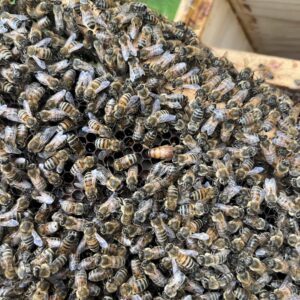 Buckfast Bienenkönigin inselbegattet (bio-zertifiziert)