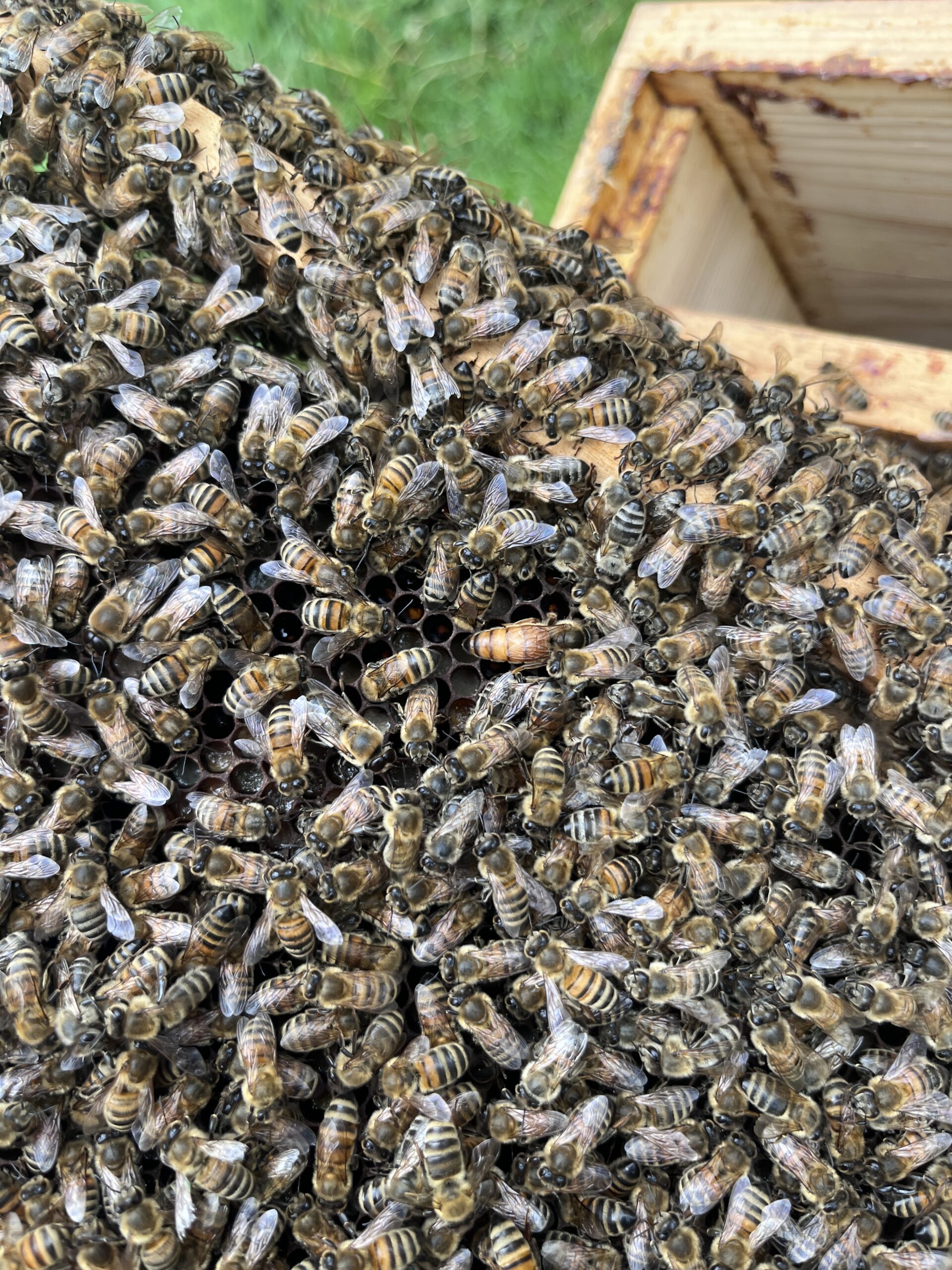 Buckfast Bienenkönigin inselbegattet (bio-zertifiziert)