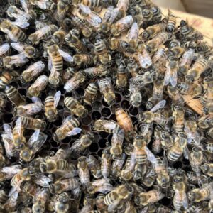 Buckfast Bienenkönigin standbegattet (bio-zertifiziert)