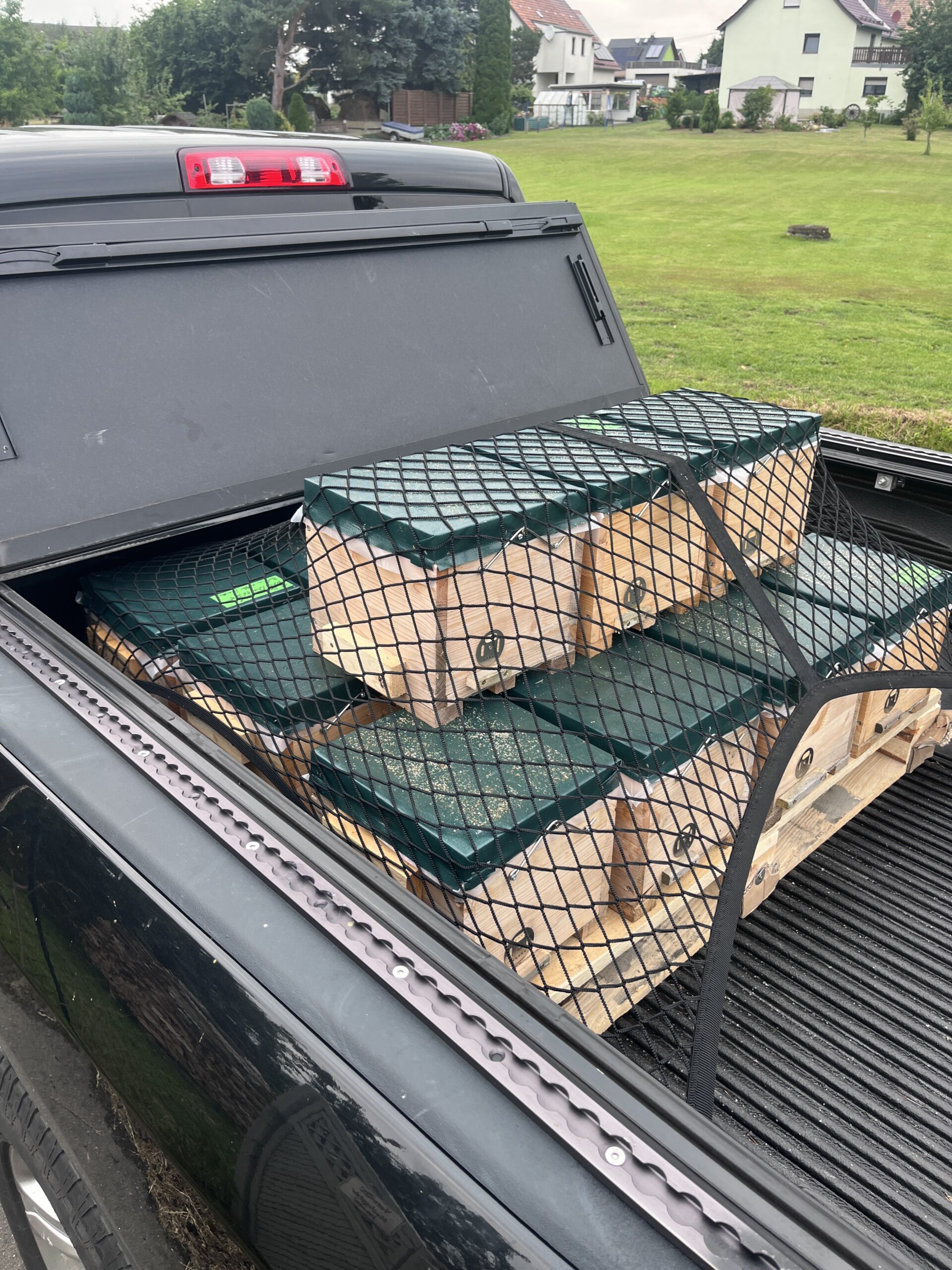 Buckfast Bienenkönigin inselbegattet (bio-zertifiziert) – Bild 2