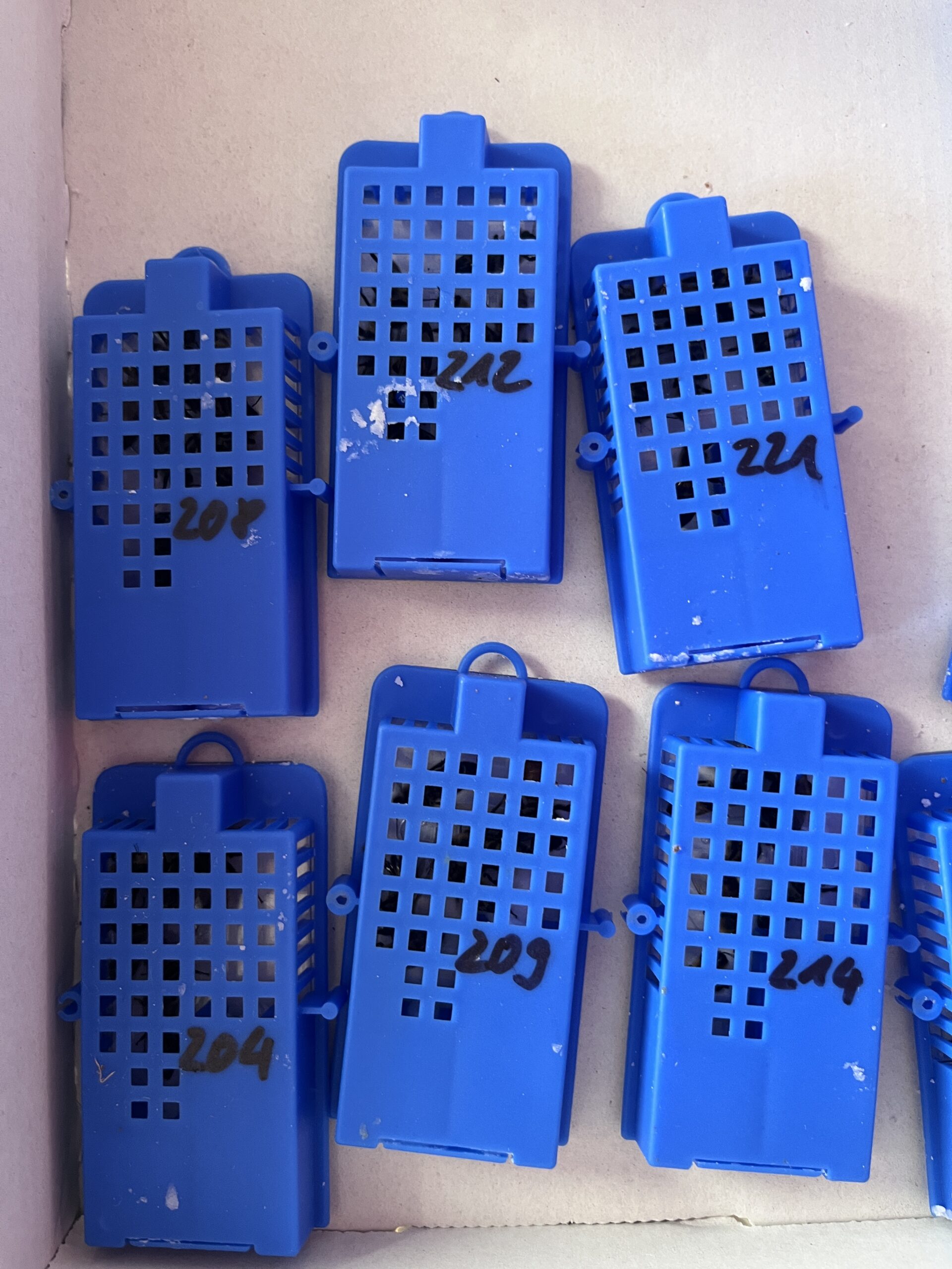 Buckfast Bienenkönigin inselbegattet (bio-zertifiziert) – Bild 3