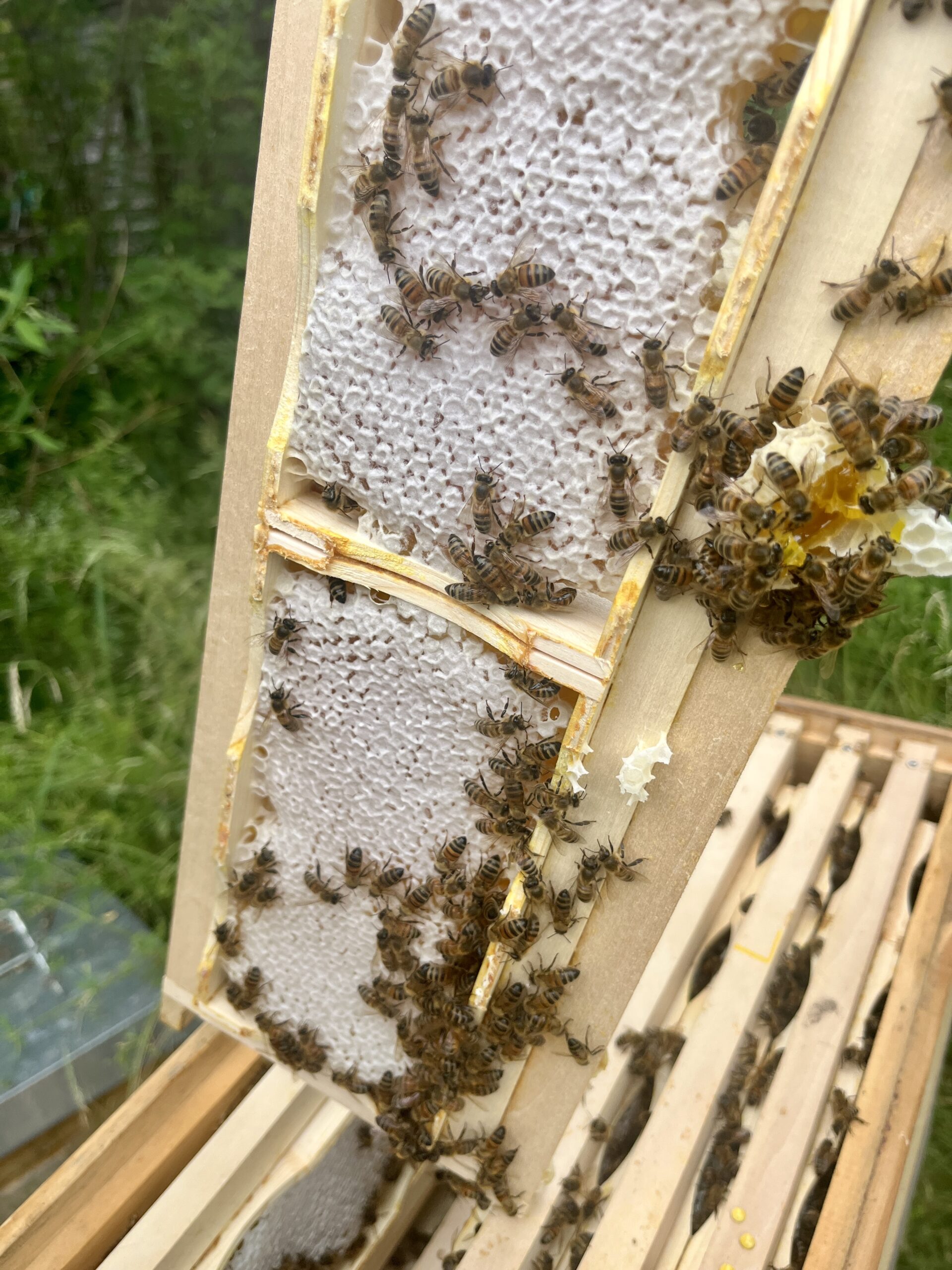 Bio-Wabenhonig Sommertrachthonig – Bild 2